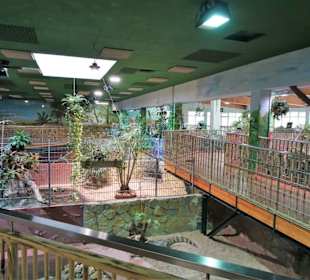 Im Krokodilhaus des Meeresaquariums