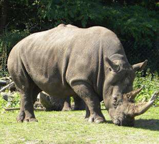 Serengeti Park Hodenhagen