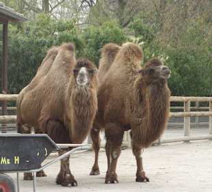 Frankfurter Zoo