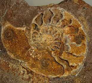 Versteinerte Zeugnisse im Museum