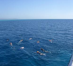 Yasser, die Gäste und die Delfine