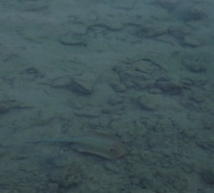 Einer der Blaupunktrochen