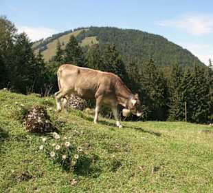 Sonniger HerbstBergsommer