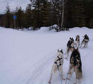 Sackgasse in der Wildnis