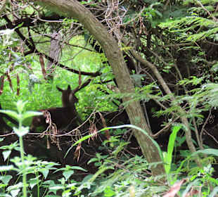 Ich will mich verstecken :-)