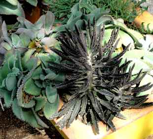 Impressionen vom Rundgang durch den Kräutergarten