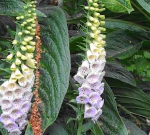 St. James´s Park Impressionen