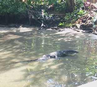 Varan Im Bentota Fluss