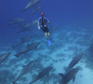 Die Delfine und ich...