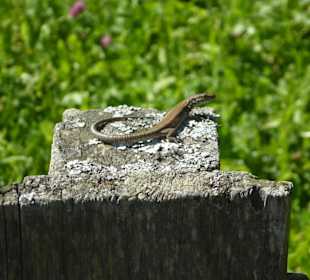 Wandern Oberbozen nach Maria Himmelfahrt