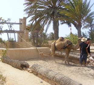Bewässerung per Kamel
