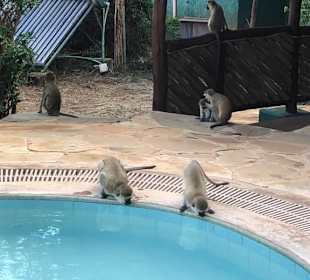 Pool im Camp