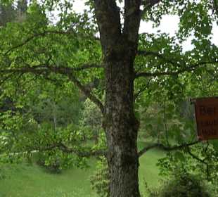 Waldlehrpfad in Tieringen