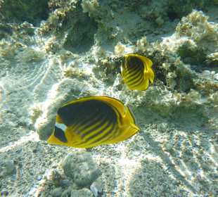 Schnorcheln Marsa Alam