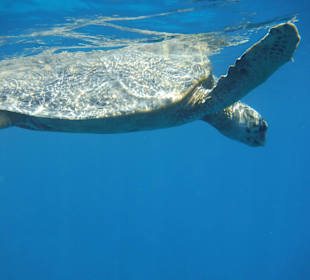  Schildi Hotel Prima Life Makadi Bay