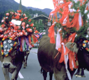 Almabtrieb in Walchsee