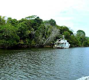 Fahrt auf dem Daintree River