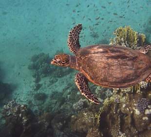 Echte Karett-Schildkröte