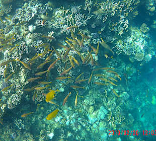 Schnorcheln Marsa Alam