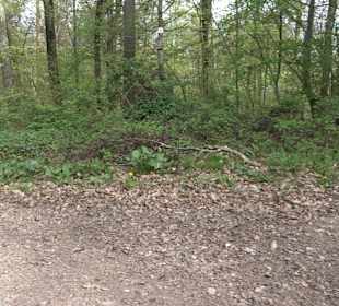 Walderlebnisweg Rottenburg