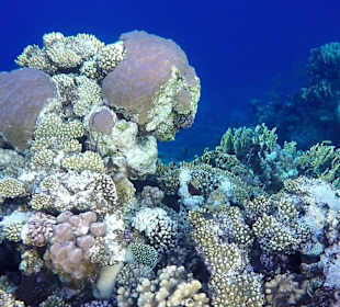 Schnorcheln Marsa Alam