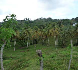 Isla Samana