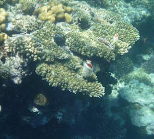 Delfinschwimmen 21.09.