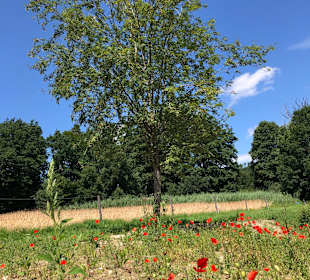 Stadtrundgang Beilngries