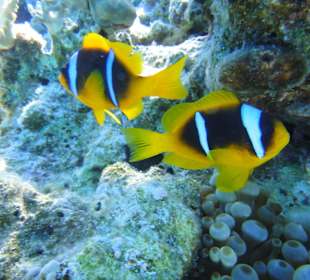 Delfin-/Schnorchetour - Adlerrochen