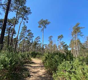 Nationaal Park De Hoge Veluwe