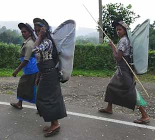 Teepflückerin auf dem Weg nach Hause