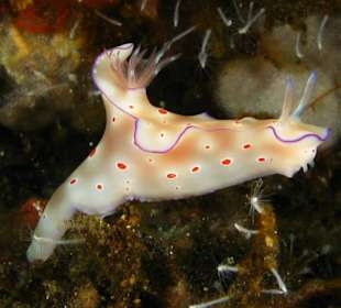 Nacktschnecke