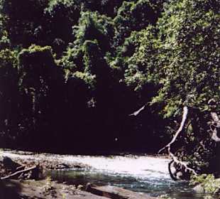 Regenwald