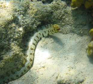 Muräne am Hausriff Three Corners Fayrouz Plaza Beach Resort