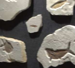 Dinosaurier Museum Altmühltal