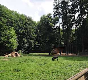 Tiergehege