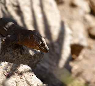Lagarto canario