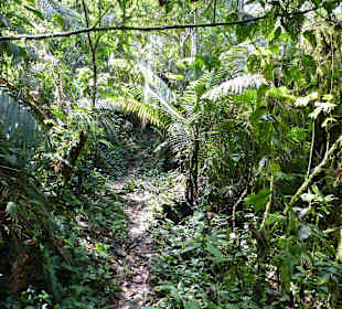 Wanderung durch den Nebelwald/Regenwald