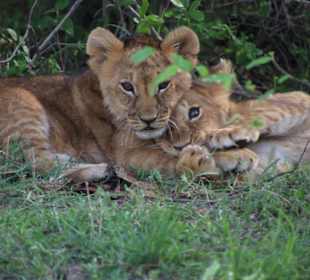 Maasai Mara