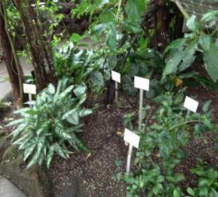 Tropicarium