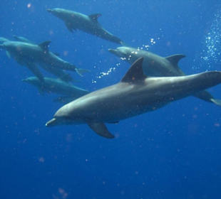 Schnorcheln Am Hausriff Gorgonia Beach!