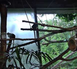 Tierpark Hellabrunn - Welt der Affen