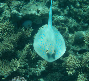 Schnorcheln Hurghada	