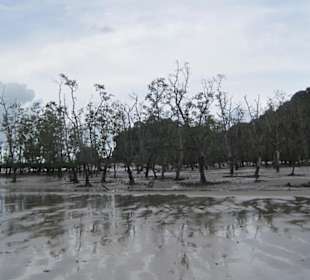 Mangroven am Bako National Park