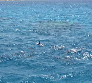 Delphine,wie schön!