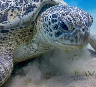 Schnorcheln Marsa Alam