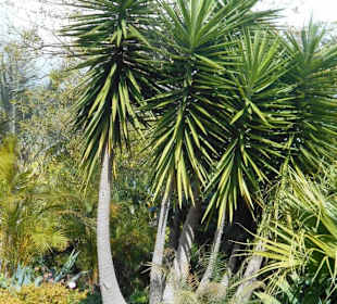 Jardim de São Martinho