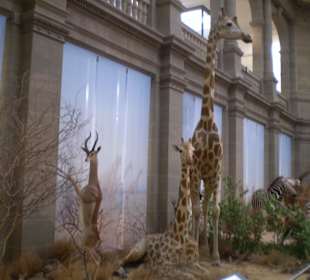 Zoologisches Forschungsmuseum Alexander Koenig