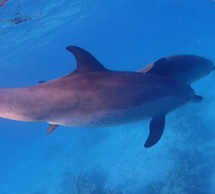 Einmalie Erlebnisse mit Mo´s Delfinen