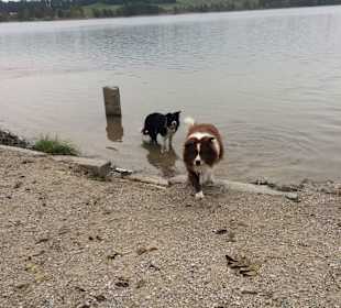 Hundebad im Weissensee